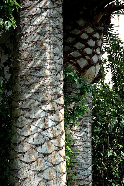 Palm Geometry