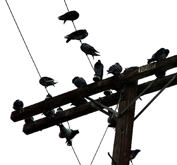 Pigeons on wire, El Centro, Hollywood