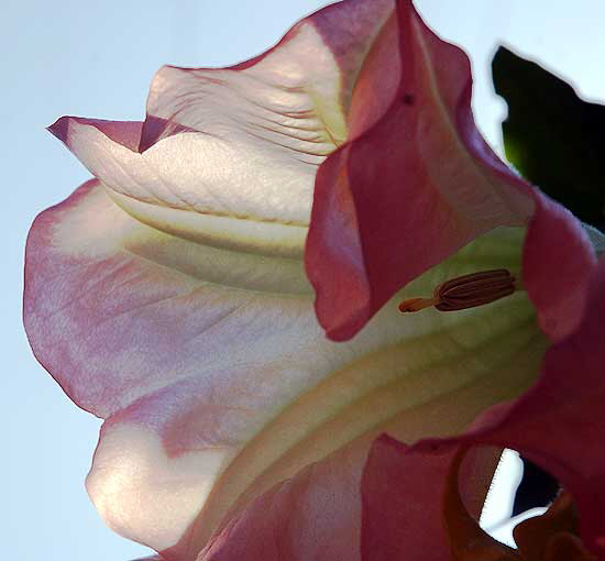 November light on flower - curbside on San Vicente in West Hollywood