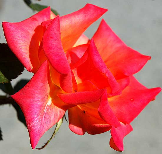 November light on flower - curbside on San Vicente in West Hollywood