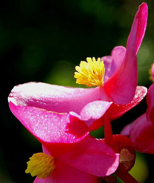 November light on flower - curbside on San Vicente in West Hollywood