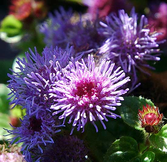 November light on flower - curbside on San Vicente in West Hollywood