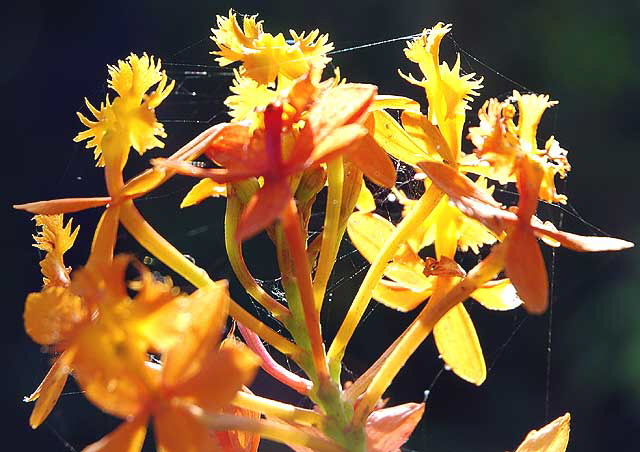 November light on flowers - curbside on San Vicente in West Hollywood