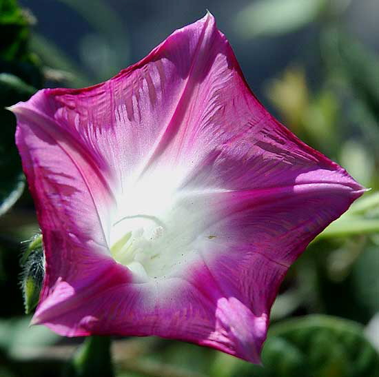 November light on flower - curbside on San Vicente in West Hollywood