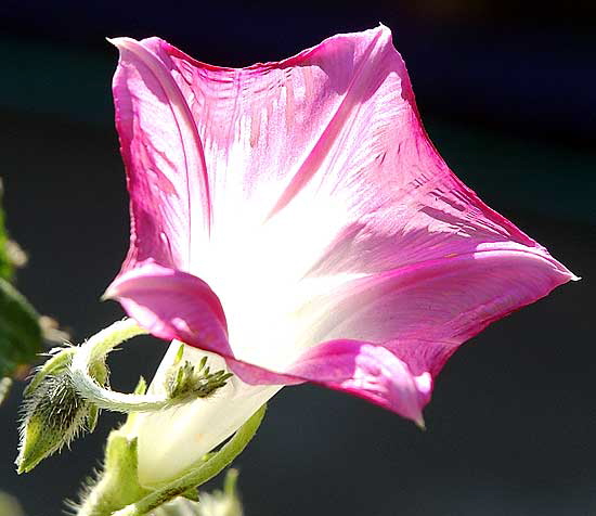 November light on flower - curbside on San Vicente in West Hollywood