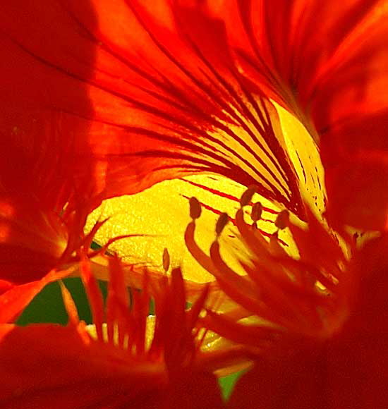 November light on flower - curbside on San Vicente in West Hollywood