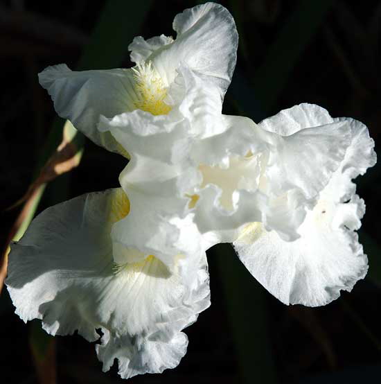 White Bearded Iris