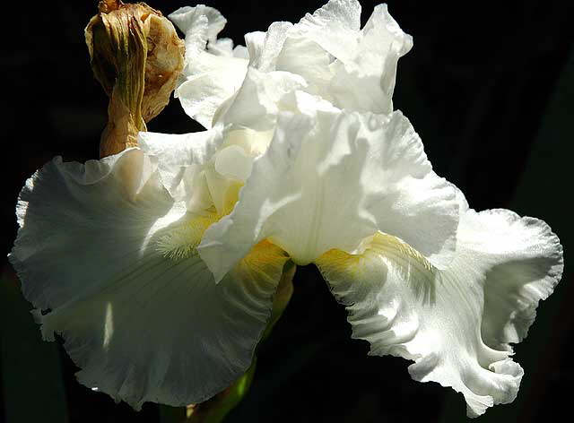 White Bearded Iris