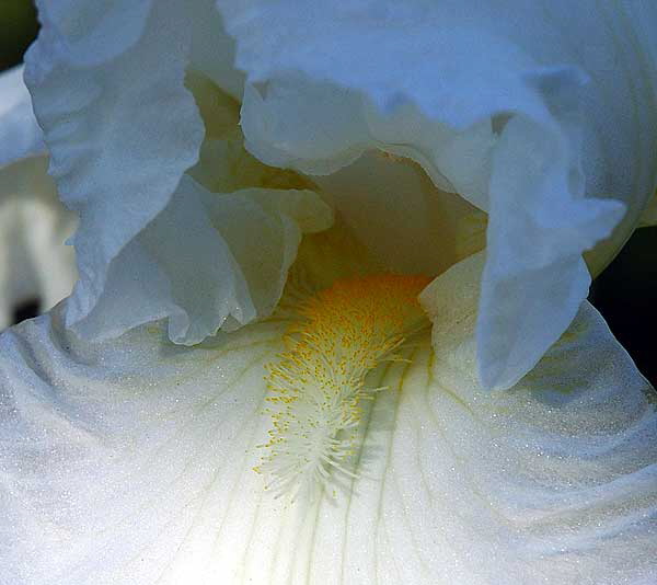 White Bearded Iris