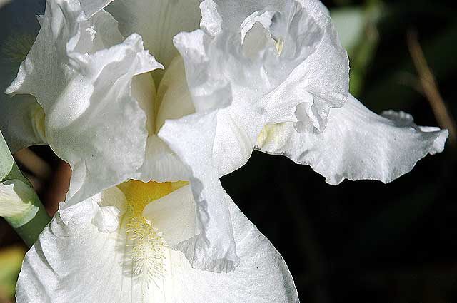 White Bearded Iris