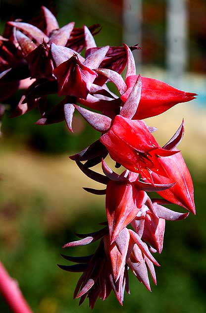 Red succulent in bloom