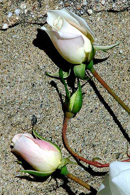 Miniature Pink Rose, against stone wall