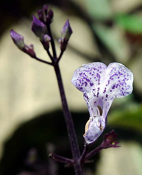 Miniature Jack-in-the Pulpit