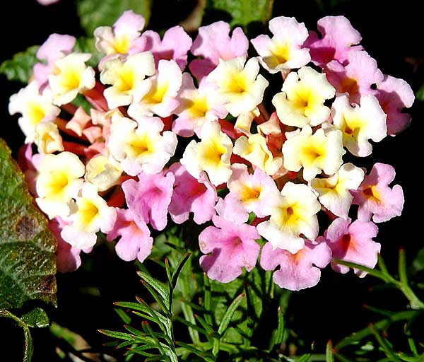 Small blooms, winter, Beverly Hills