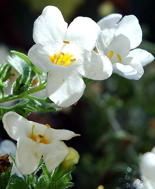 Small white blooms, winter, Beverly Hills