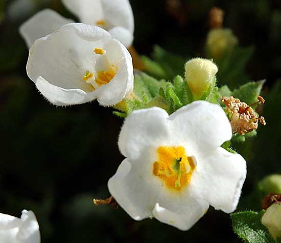 Small white blooms, winter, Beverly Hills