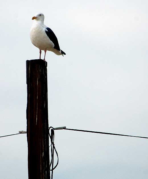 Seagull, Venice Beach