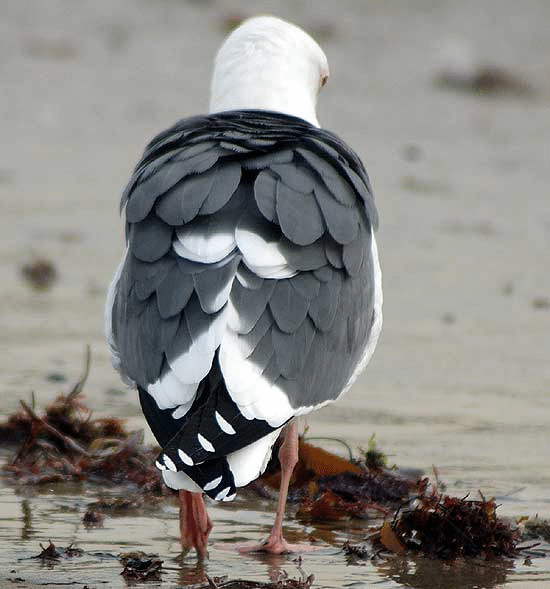 Seagull, Venice Beach