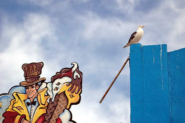 Seagull, Venice Beach