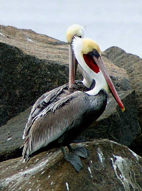 California Brown Pelican, Venice Beach breakwater