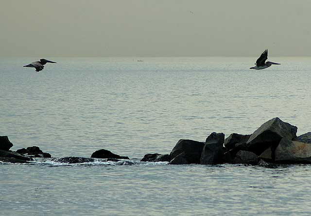 California Brown Pelican, Venice Beach breakwater