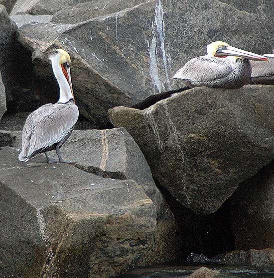 California Brown Pelican, Venice Beach breakwater