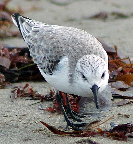 Sanderling, Venice Beach breakwater