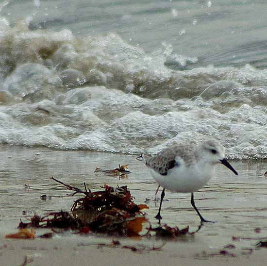 Sanderling, Venice Beach breakwater