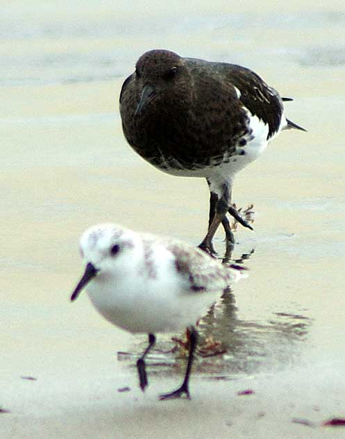 Sanderling and Black Turnstone, Venice Beach breakwater