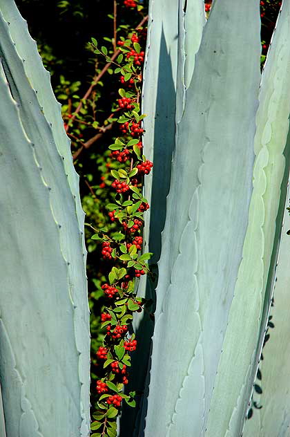 Giant white aloe, Beverly Hills