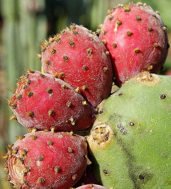 In the cactus garden on the north side of Santa Monica Boulevard, between Camden and Bedford, part of Beverly Gardens Park