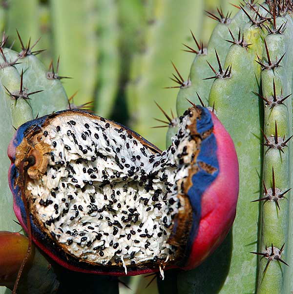 Bloom in the cactus garden on the north side of Santa Monica Boulevard, between Camden and Bedford, part of Beverly Gardens Park