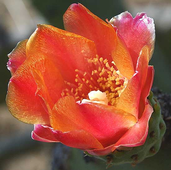 Bloom in the cactus garden on the north side of Santa Monica Boulevard, between Camden and Bedford, part of Beverly Gardens Park