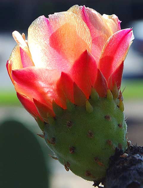 Bloom in the cactus garden on the north side of Santa Monica Boulevard, between Camden and Bedford, part of Beverly Gardens Park