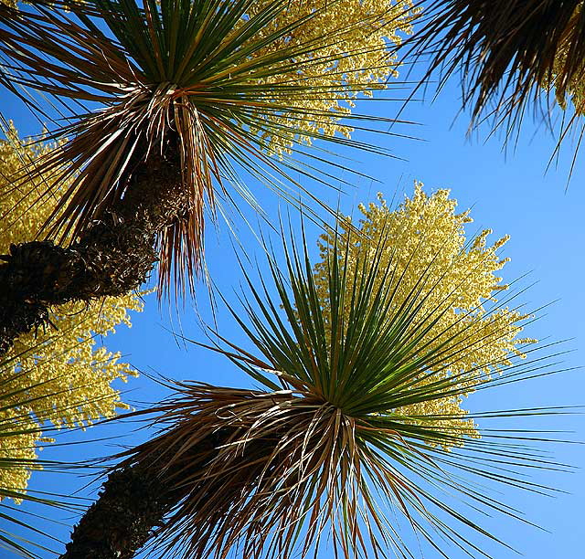 Yucca in bloom