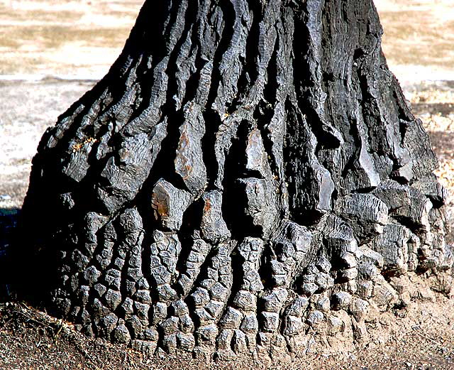 Yucca trunk