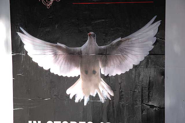 Dove Poster, Hollywood Boulevard