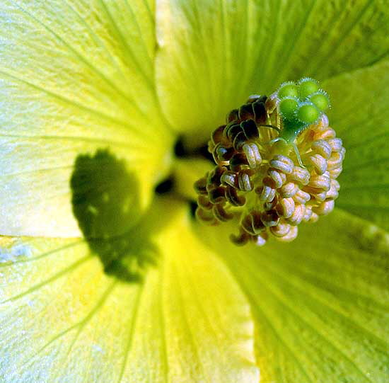 Hibiscus stamen