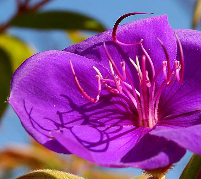 Botanical detail, stamens 