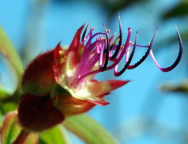 Botanical detail, stamens 