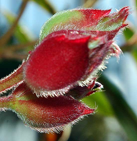 Botanical detail, fuzzy buds