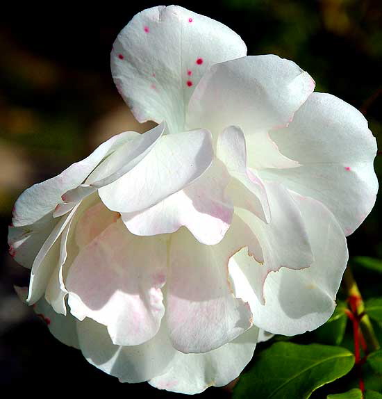 White Rose, Beverly Hills, Foothill at Carmelita