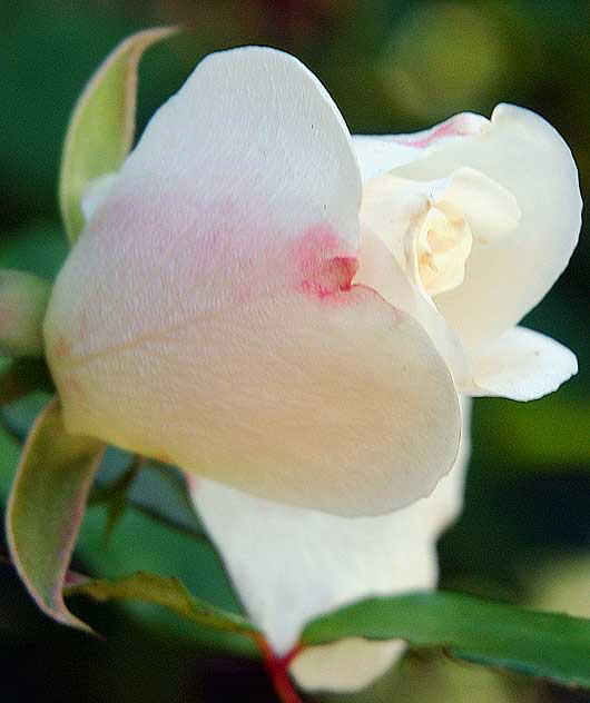 White Rose, Beverly Hills, Foothill at Carmelita