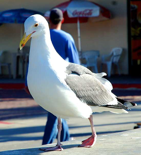 Western Gull, Oceanfront Walk, Venice Beach