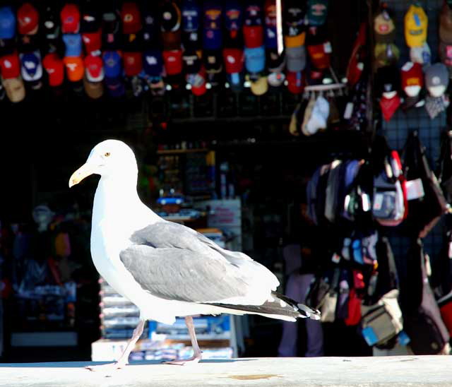 Western Gull, Oceanfront Walk, Venice Beach