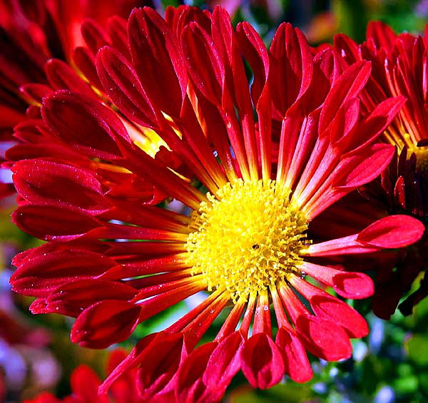 Red burst, yellow center