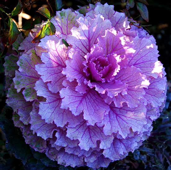 Ornamental Kale