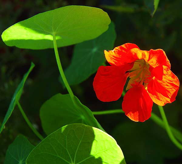 Orange study - backlight blossom and rounded leaves