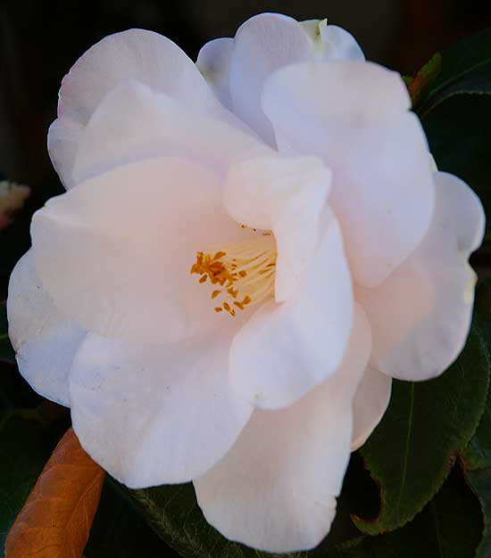 White bloom in shade, Christmas weekend, Crossroads of the World, Sunset Boulevard