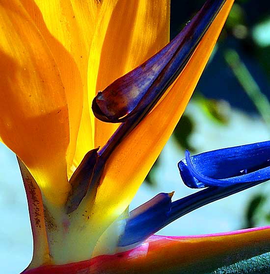 Bird of Paradise detail, Christmas weekend, Crossroads of the World, Sunset Boulevard